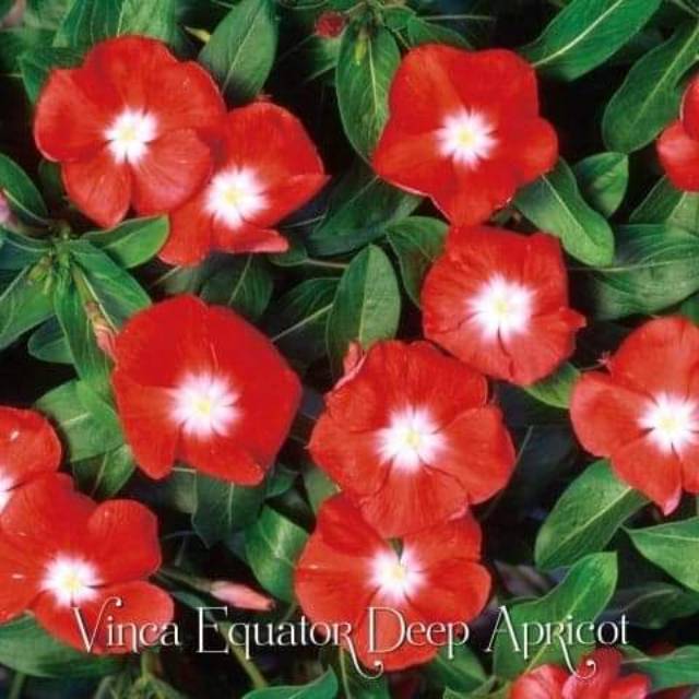 BUNGA VINCA JEPANG VE DEEP APRICOT
