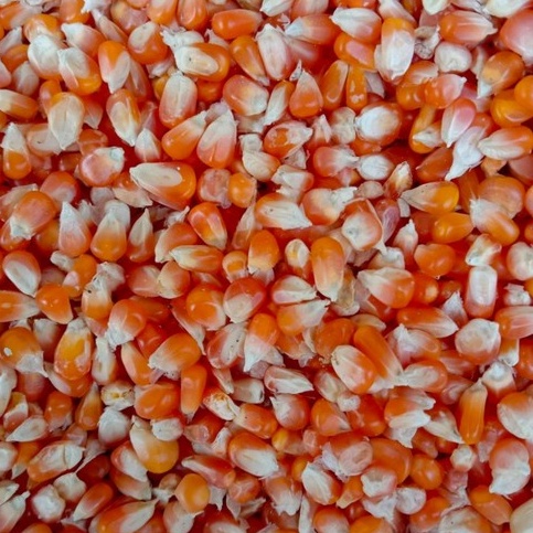 Pakan Ayam / Pakan Burung / Jagung Kecil / Jagung Sedang / Jagung Besar / Makanan Harian Burung & Ay