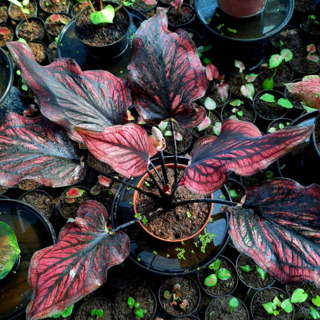 Bibit Caladium Red Stone