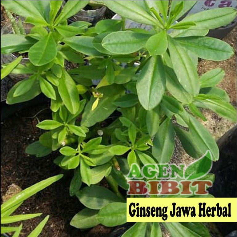 Bibit Ginseng Jawa - Som Jawa - Tanaman Herbal Bibit Ginseng Jawa - Som Jawa - Tanaman Herbal