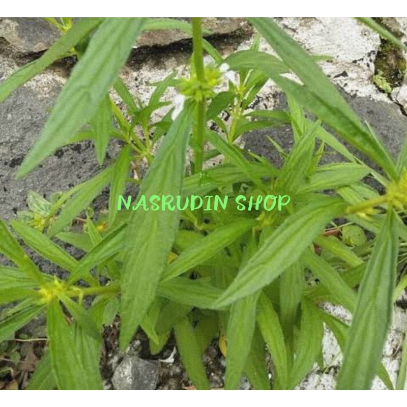 

DAUN LENGLENGAN PACI PACI SEGAR | MERDINAH | DAUN SETAN | LINGKO LINGKOAN | NLENGLENGAN PLENGAN | SARAP NORNOR | GOFU HAIRAN | LARANGA