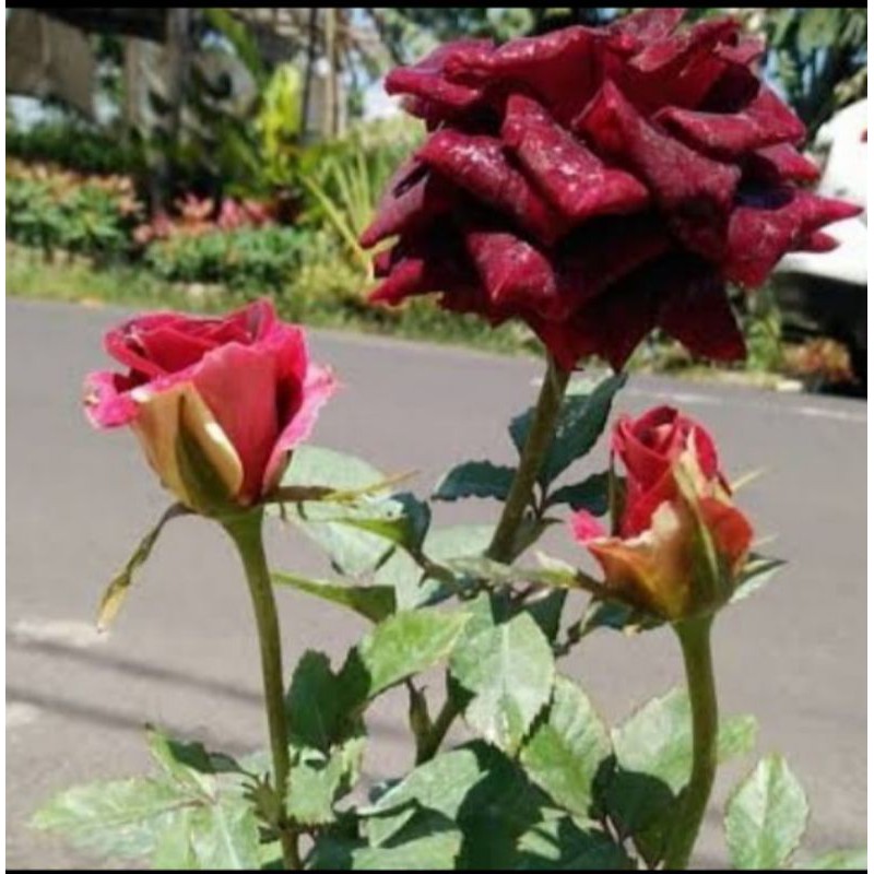 bunga mawar abra hitam (merah maroon)