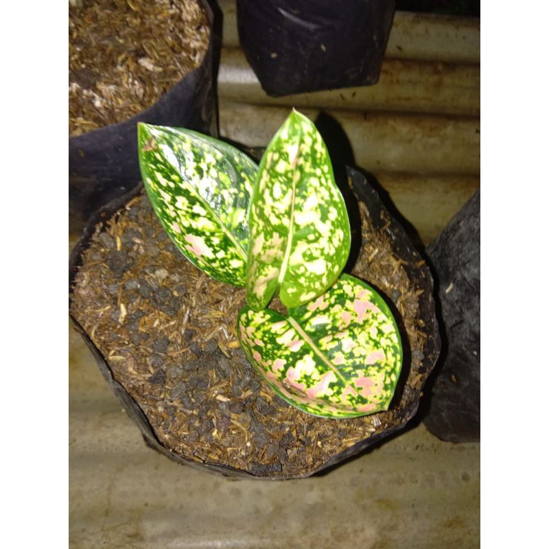 AGLAONEMA RUBY COMPACTA