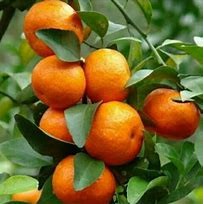 Bibit Jeruk Santang Madu / Tanaman Jeruk Santang Madu / Benih Jeruk Santang Madu