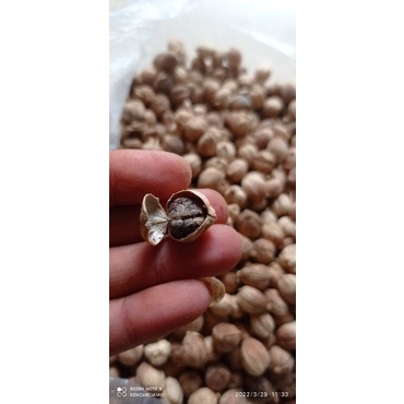 

MURAH ( 500 GRAM ) KAPOL KERING