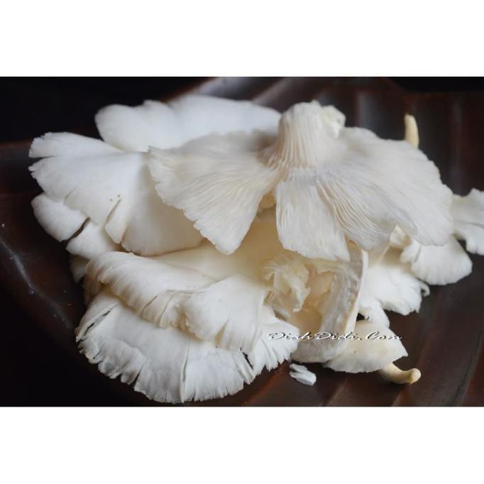 

Promo Awal tahun Jamur Tiram Per 500 gram Big Sale