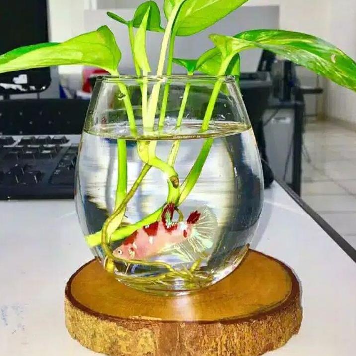 〔KLCZ〕 (Garansi 100%) Gelas Kaca Tuscany | Gelas Bubble Ball | Tank Cupang | Aquarium Mini