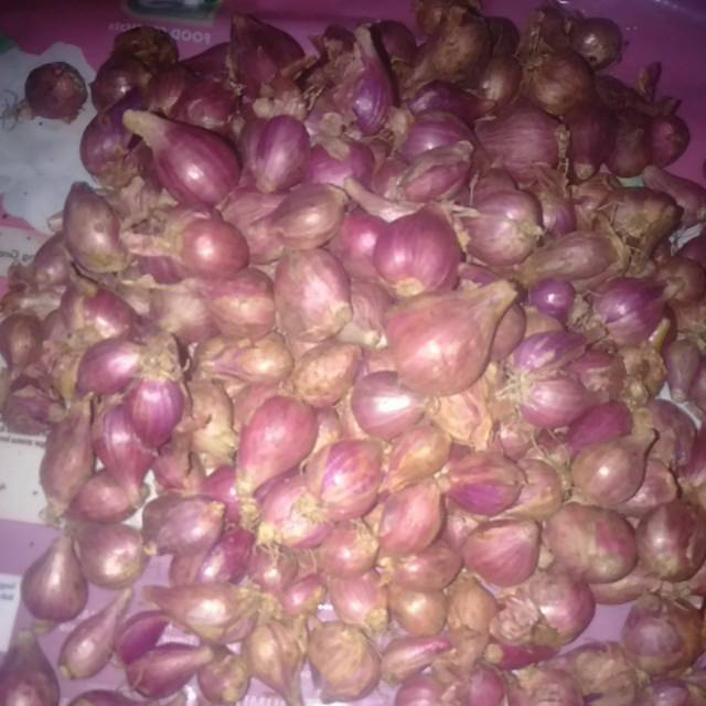 

Bawang merah besar brebes