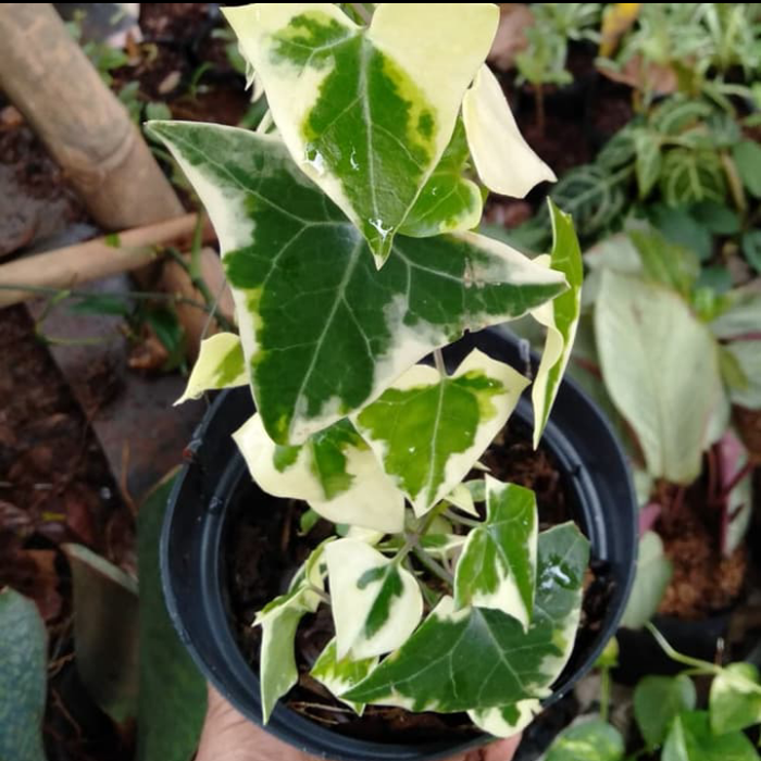 tanaman hias pot gantung ivy varigata - evy variegata