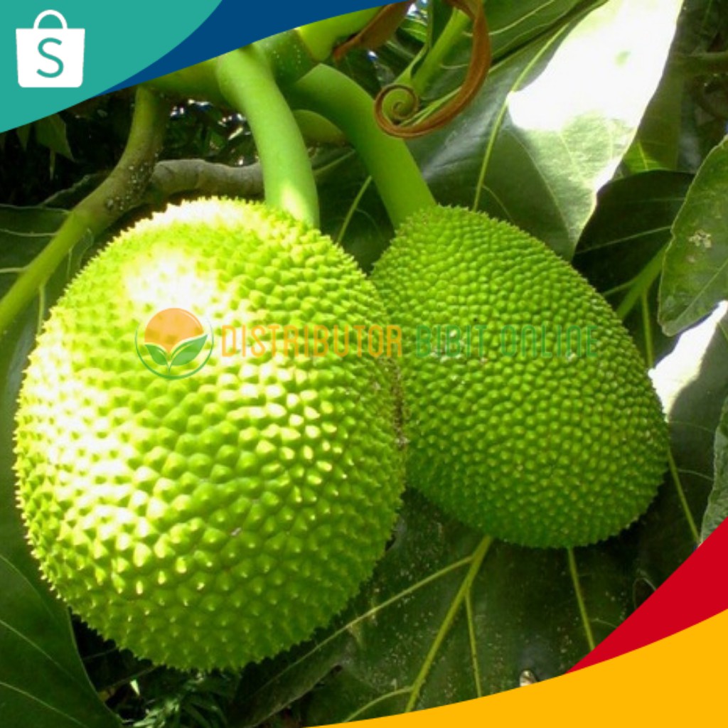 Bibit Tanaman Sukun bibit okulasi majalengka