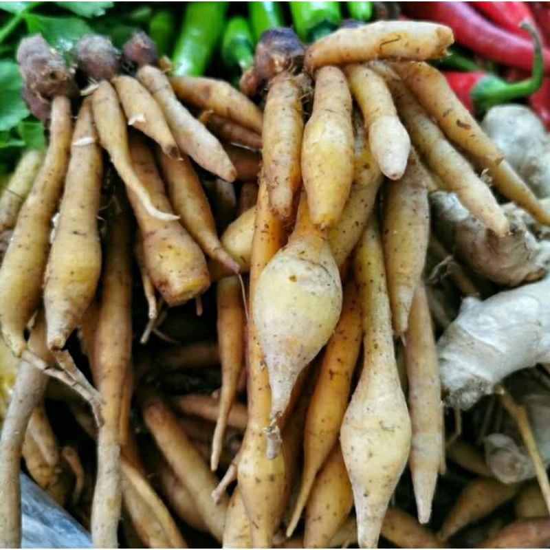 

temu kunci segar 500gr