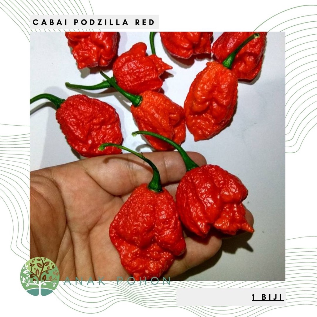 Benih Bibit Biji - Cabai Podzilla Red Cabe Super Pedas Chili Pepper Seeds