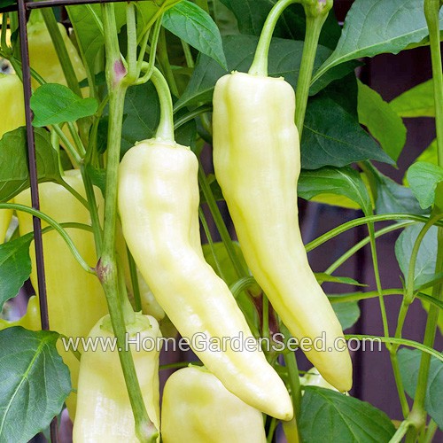 Benih Cabai Sweet Banana - Sweet Pepper - Home Garden Seed