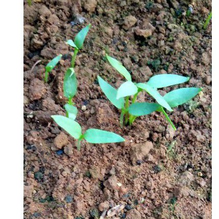 MEDIA TANAM KHUSUS UNNTUK SEMAI/ DEDER BUNGA,BUAH,CABE,SAYURAN