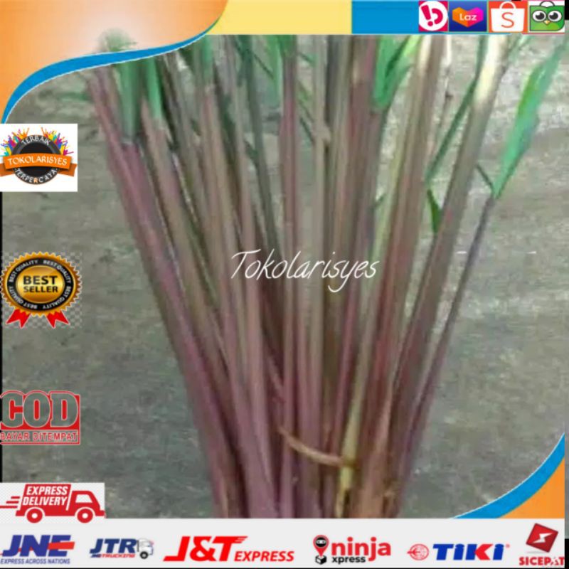 

SEREH WANGI FRESH 500 GRAM
