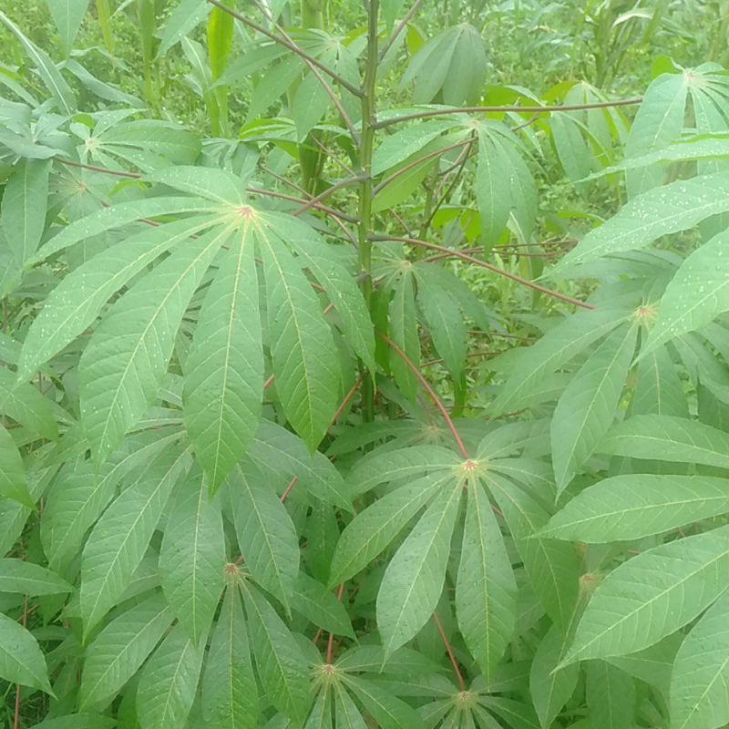 

Daun Singkong segar