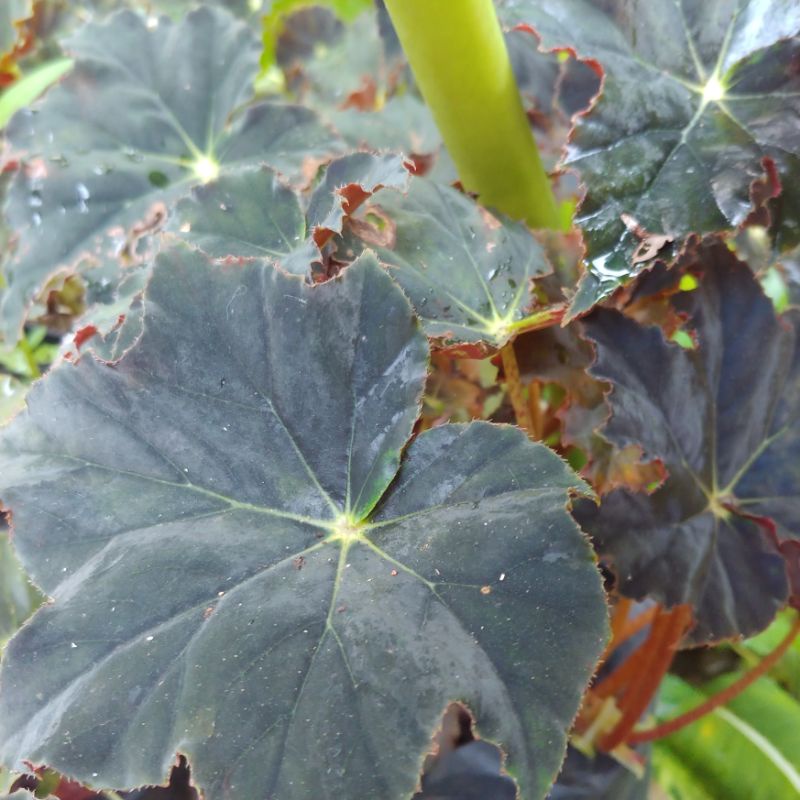 Begonia Black Velvet