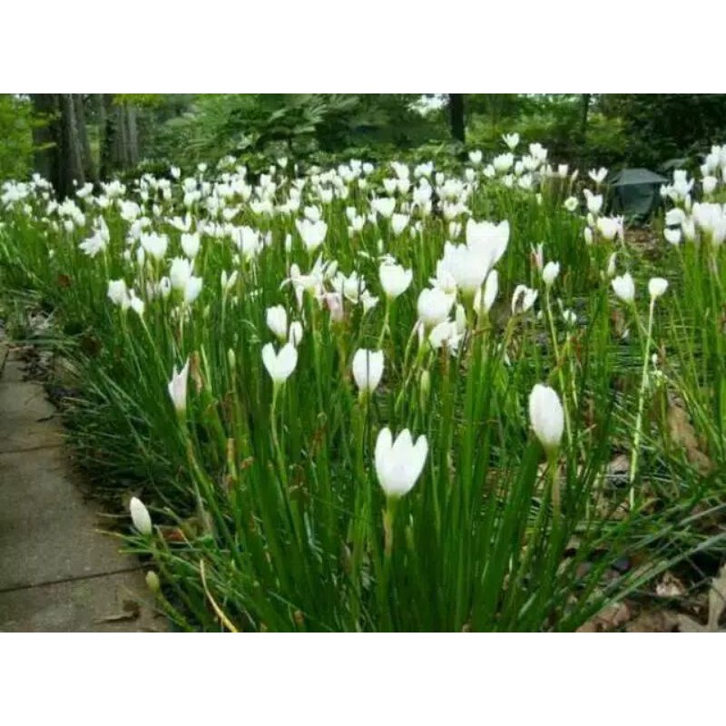 tanaman hias bunga kucai tulip / kucai tulip / lily haway / bunga kucai tulip / pohon bunga