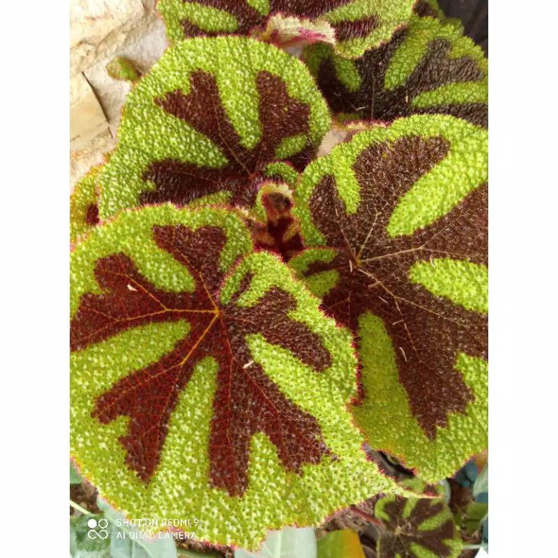 tanaman hias begonia iron cross/begonia tapak macan