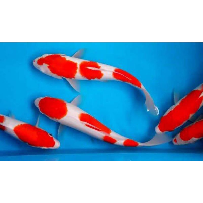 

ikan koi kohaku ukuran 20-22cm