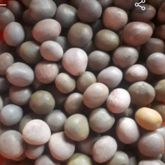 

biji gorek atau buah kebiul 250 gram