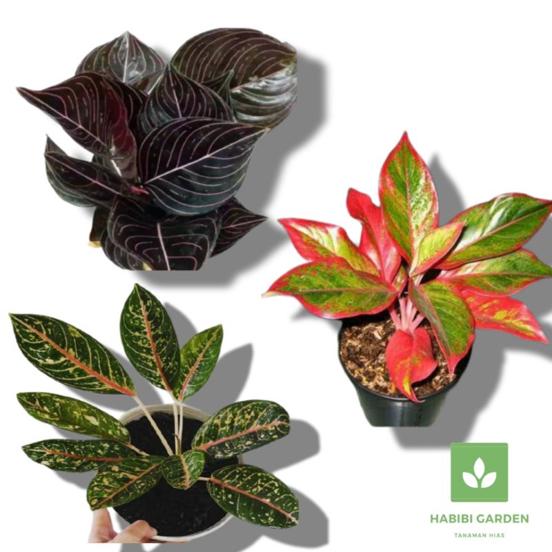 paket hemat 3 Tanaman aglonema - Dona Carmen - rotundum Aceh - lipstik merah