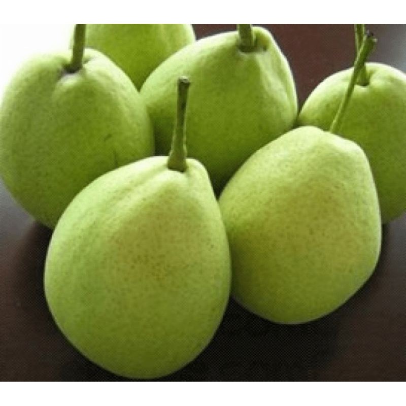 Jual Buah Kualitas Premium Pear Xiang Lie Pir Xiang Li 500 Gram 1 Kg Shopee Indonesia 