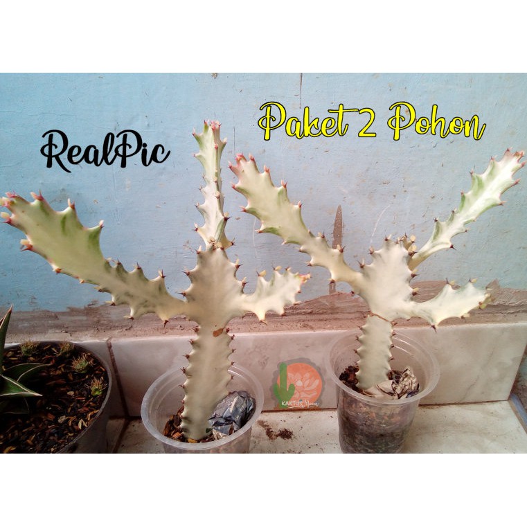 Sekulen Kaktus Tulang Eforbia Putih Cabang Unik