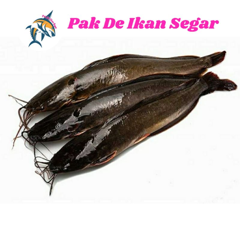 

Ikan Lele Segar. 5-7 ekor per kg