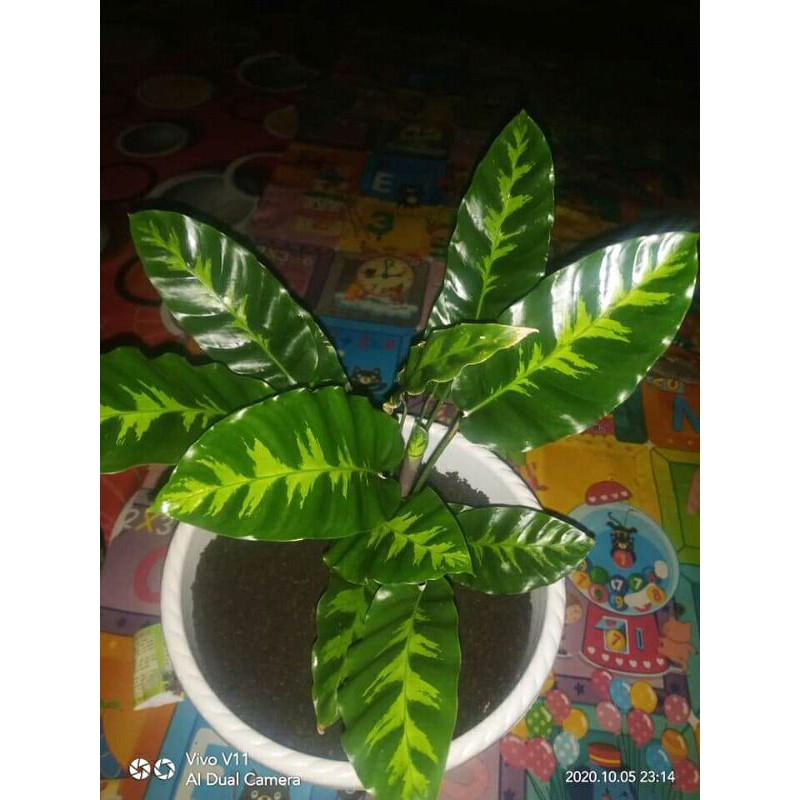 tanaman hias calathea intratuin