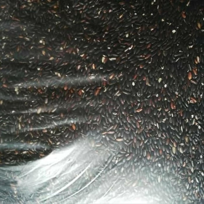 

KETAN-BERAS- BERAS KETAN HITAM 500GR -BERAS-KETAN.