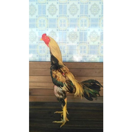 telur tetas ayam pakhoy