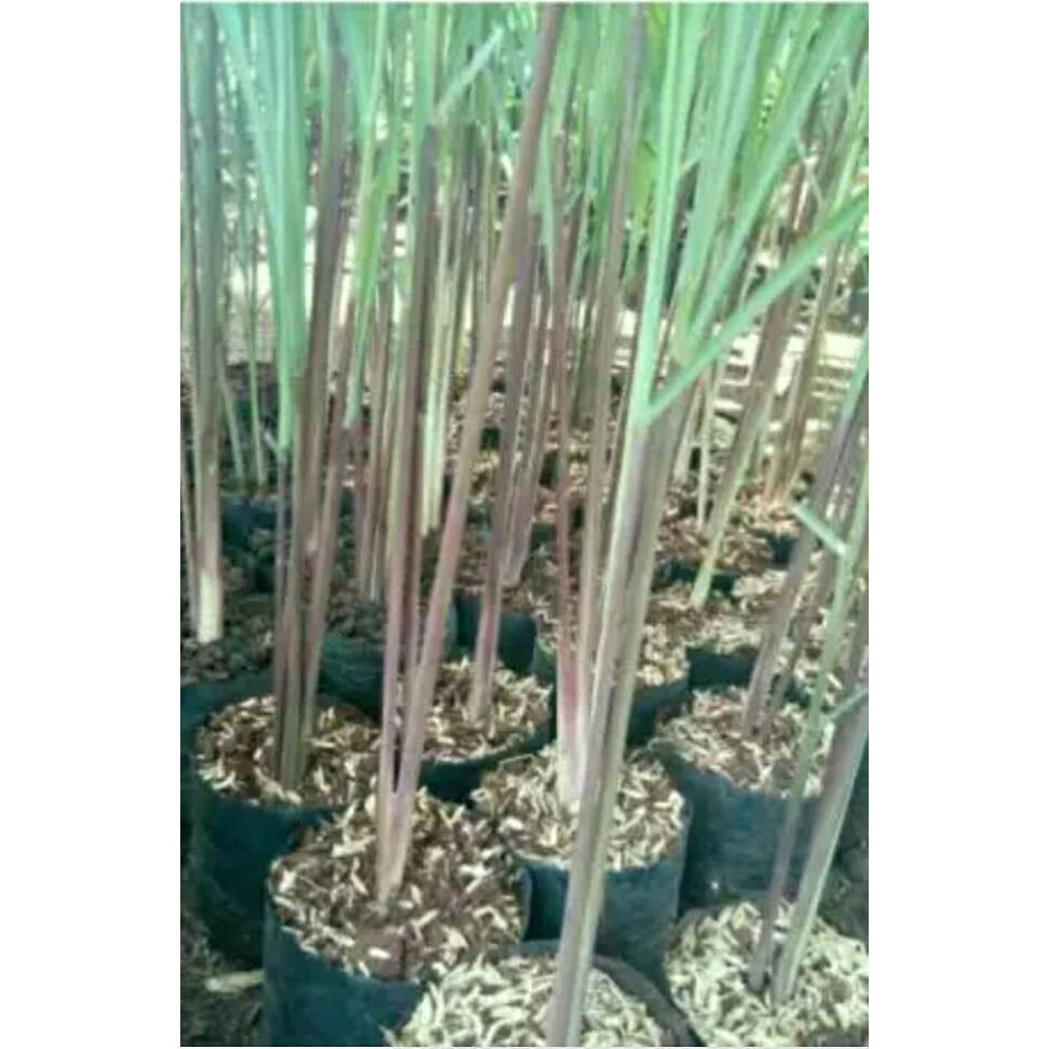 Bibit Serai-Sereh Wangi Serai Merah