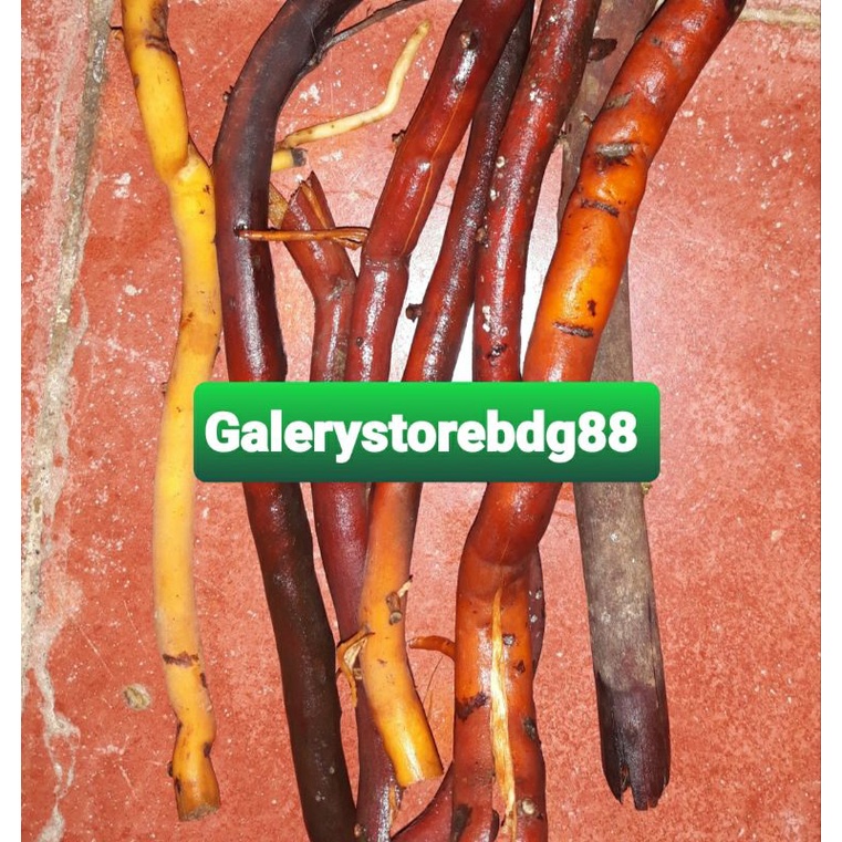 

Akar pohon kelapa segar 1 kg / akar kelapa asli-az