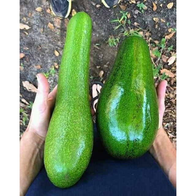 Bibit kedondong jumbo super berkualitas