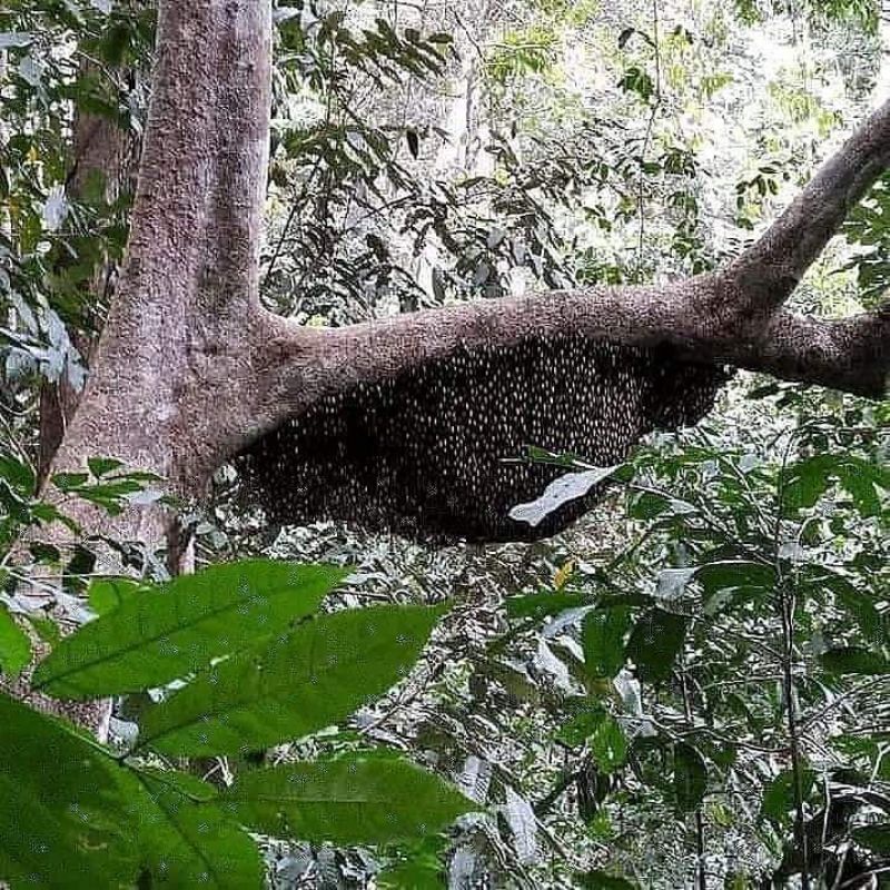 

maduorganiksumbawa