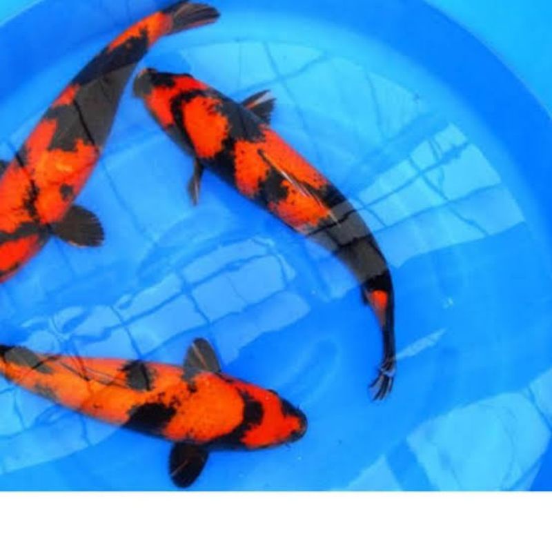 

ikan koi hi utsuri ukuran 20-22cm