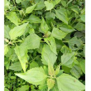 Daun herbal Balakacida 250 gr/krinyuh - Daun herbal balakacida