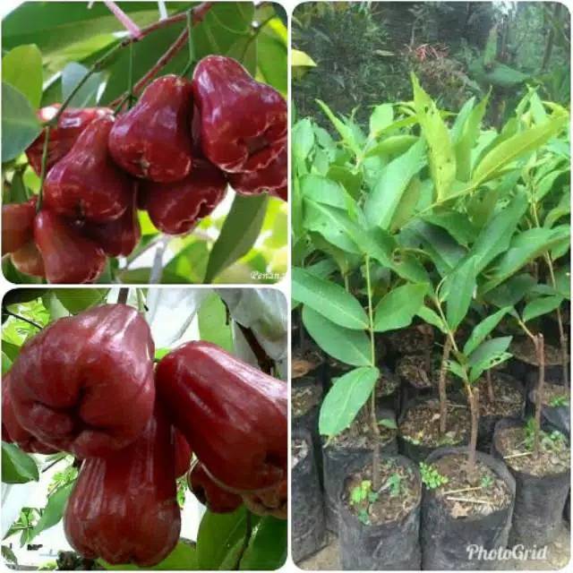 Bibit jambu air kusuma merah