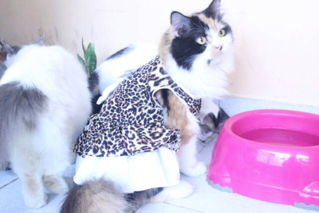 Dress macan untuk kucing &amp; anjing /Jual Baju Kucing Terlengkap &amp; Berkualitas size S-XL