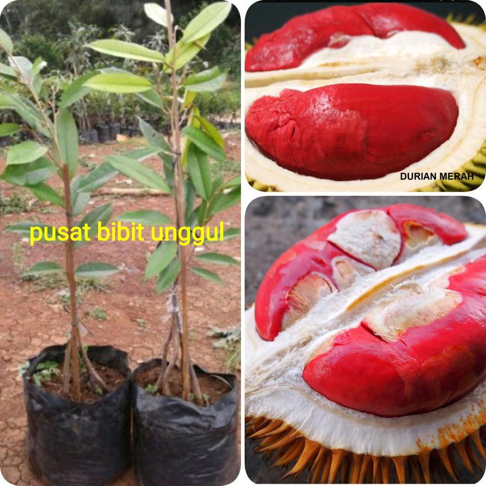 Bibit Buah Durian Merah Kaki 3 Super Asli Kw Super