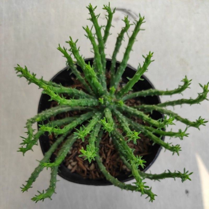 Kaktus Sukulen Caput Medusa