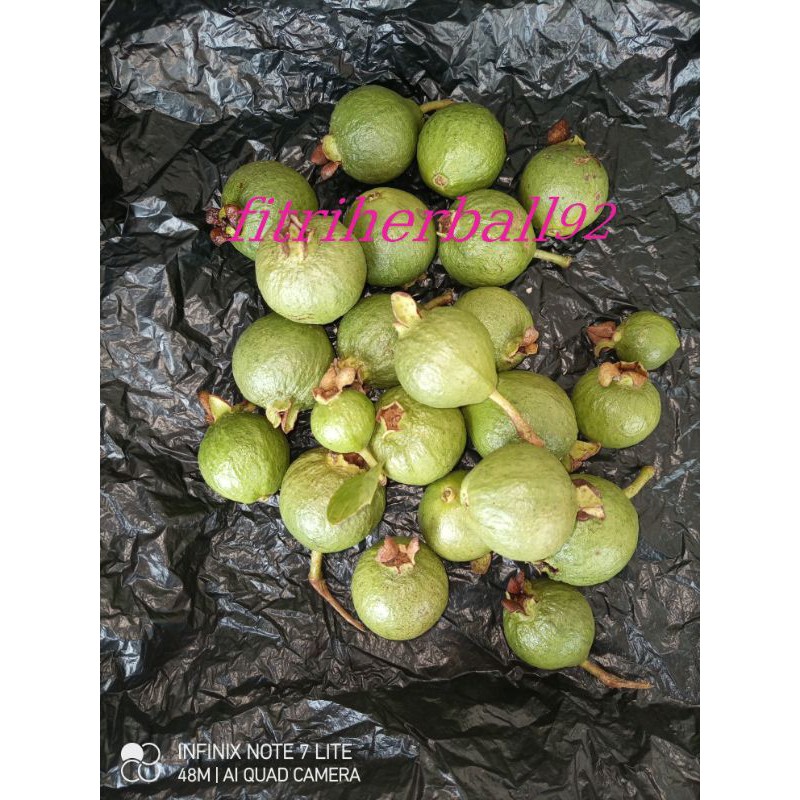 

buah jambu biji muda pres 500grm