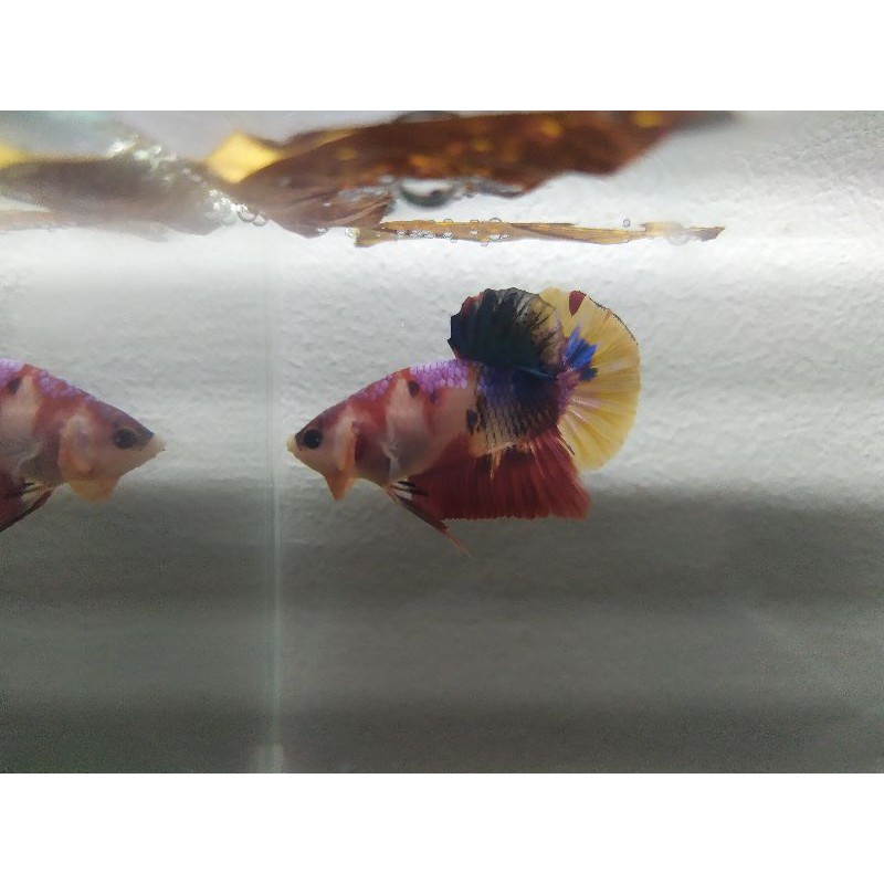 Cupang Nemo MultiColor