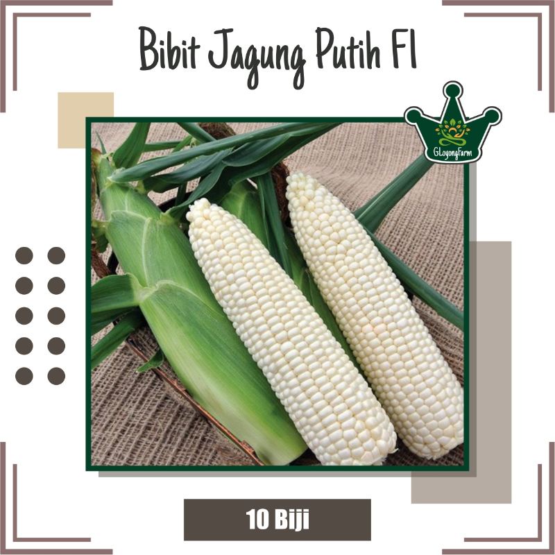 Bibit Jagung Putih Hibrida F1 Arumba