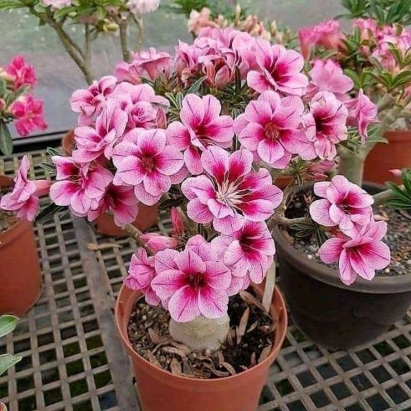 TANAMAN HIAS ADENIUM KAMBOJA JEPANG BUNGA TUMPUK