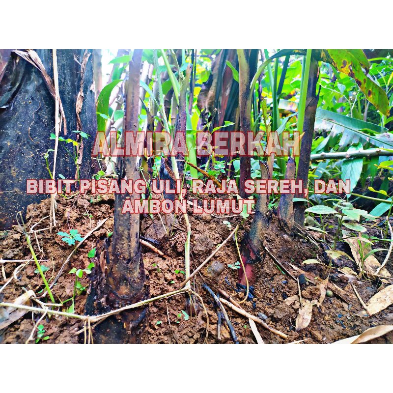 bibit pisang uli, raja sereh, ambon/lumut unggulan