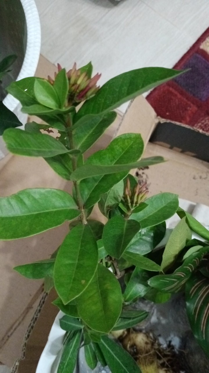 Tanaman Hias Bunga Asoka