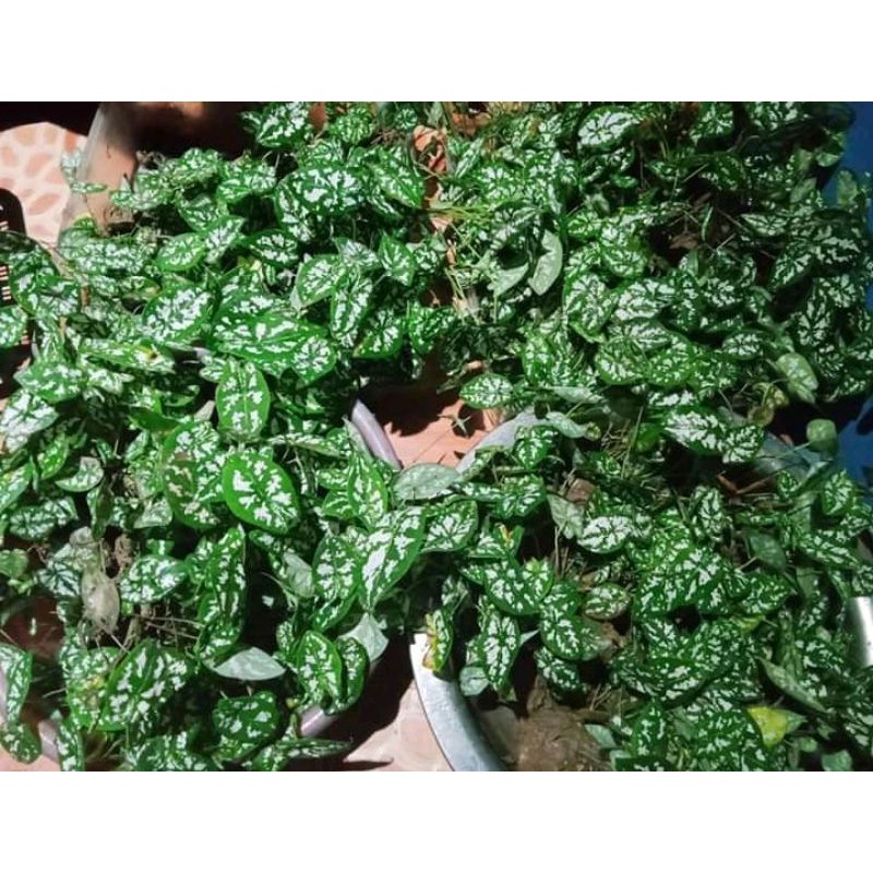 Keladi Liliput | Termurah Rumpun Keladi Liliput | Caladium Humboldti | Keladi Liliput Siap Tanam |