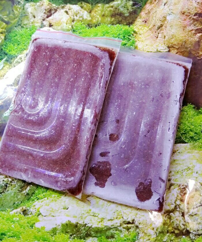

promo Cacing Murni Beku Lempengan 1kg isi 4